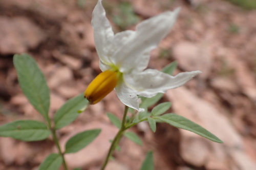 Solanum jamesii observed 2026-08-30