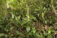 Corymborkis corymbis