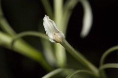 Corymborkis corymbis