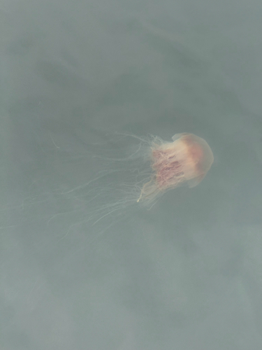Pacific Lion's Mane Jelly