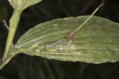 Corymborkis corymbis