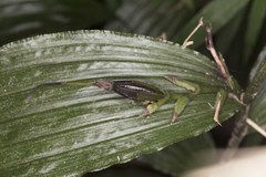 Corymborkis corymbis