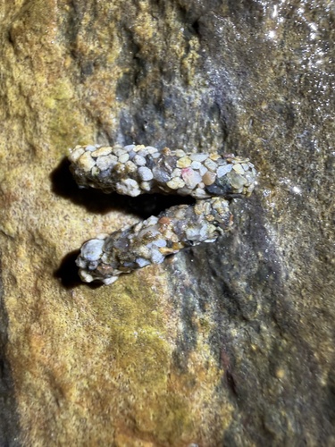 iNaturalist observation photo of Caddisflies