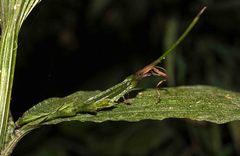 Corymborkis corymbis