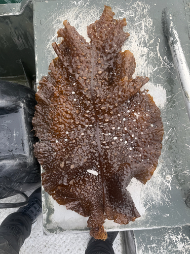 Sieve kelp