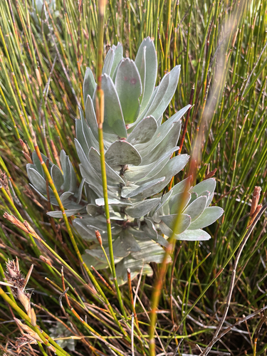 Mimetes hottentoticus, photograph 1