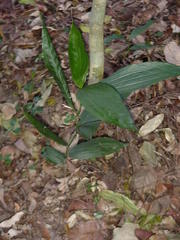 Corymborkis corymbis