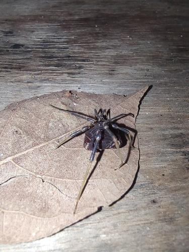 Parapachyloides uncinatus