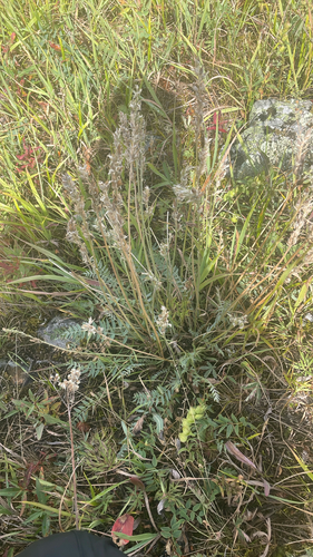 Oxytropis campestris, photograph 3