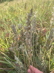 author not stated, no rights reserved Oxytropis campestris, photograph author not stated, no rights reserved