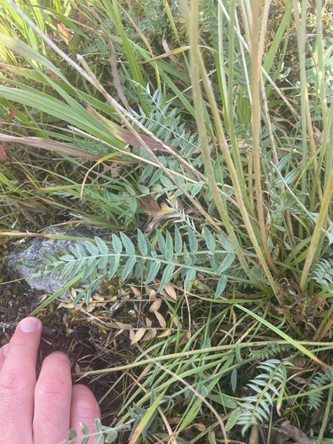 Oxytropis campestris, photograph 5
