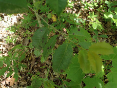 Chrysomyxa ilicina