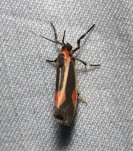 Packard's Lichen Moth photo 3
