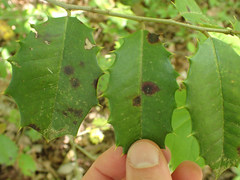 Chrysomyxa ilicina