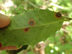 Chrysomyxa ilicina