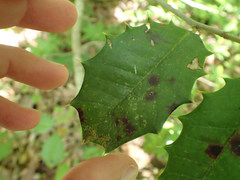 Chrysomyxa ilicina