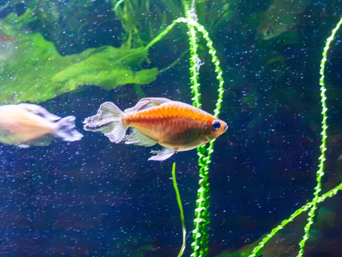 Congo Tetra