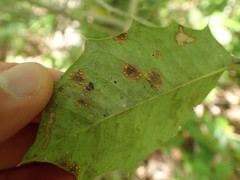 Chrysomyxa ilicina