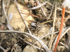 Habronattus altanus