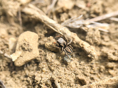Habronattus altanus