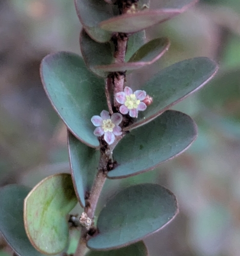 Phyllanthus chrysanthus observed 2026-08-30