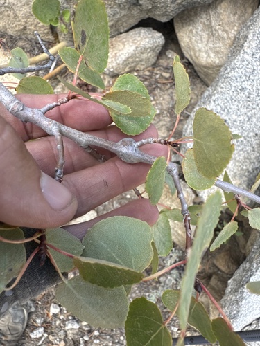iNaturalist observation photo of Poplar Twiggall Fly