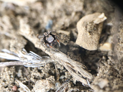 Habronattus altanus