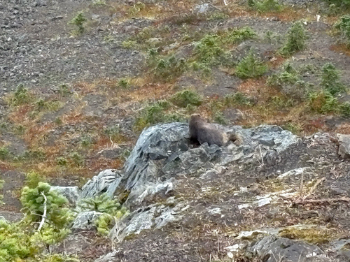 Olympic Marmot observed by mseq