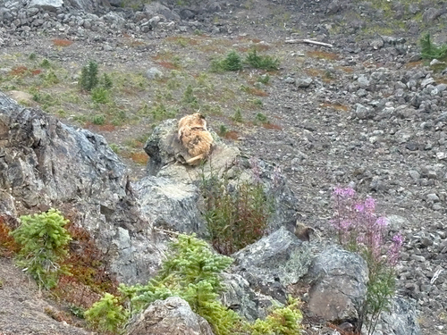 Olympic Marmot observed by mseq