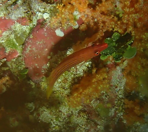 Pseudocheilinus octotaenia observed 2026-08-27
