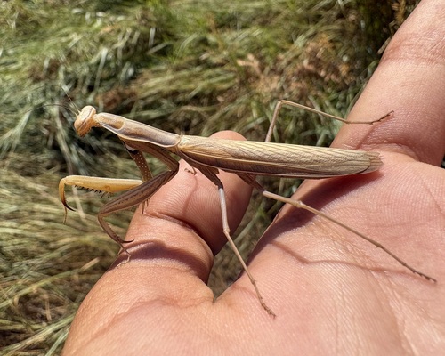 iNaturalist observation photo of European Mantis