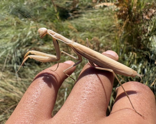 iNaturalist observation photo of European Mantis