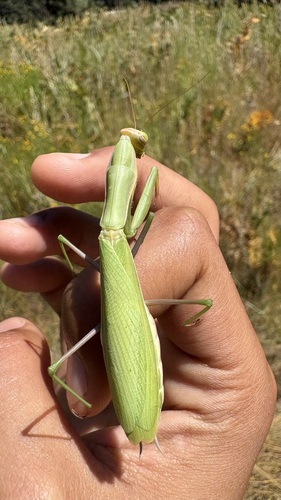iNaturalist observation photo of European Mantis