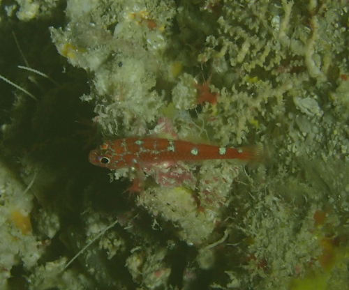 Trimma caesiura observed 2026-08-27