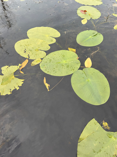 Variegated Yellow Pond-Lily