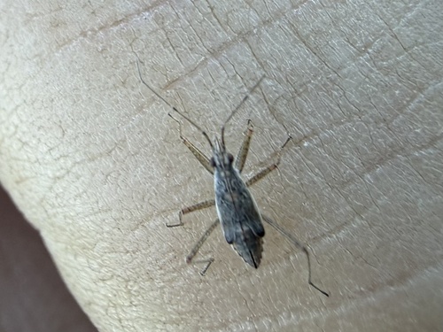 iNaturalist observation photo of Common Damsel Bug