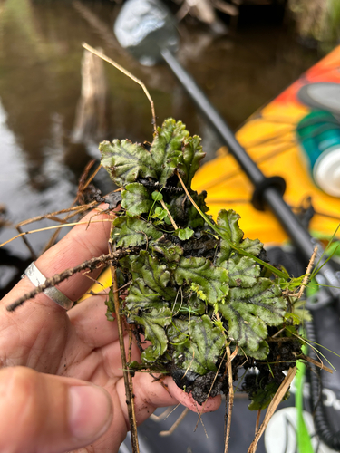 Common Liverwort