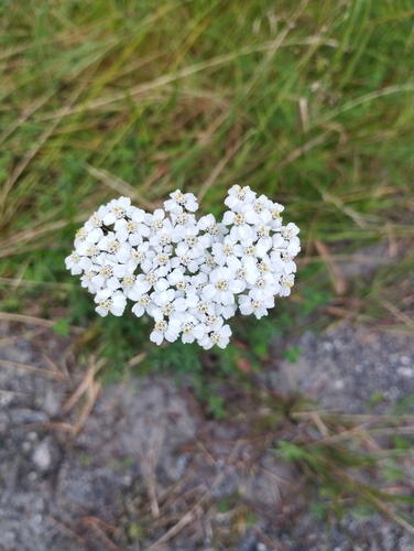 common yarrow