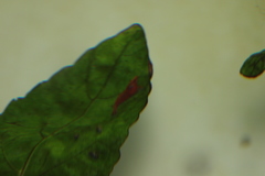 Neocaridina davidi