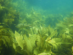 Notolabrus celidotus