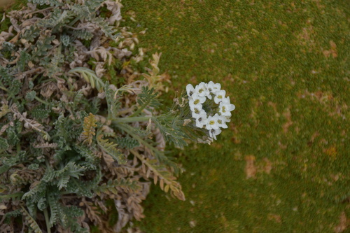 Smelowskia calycina, 2026-08-22
