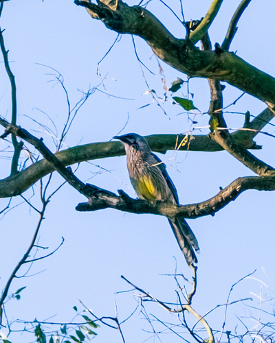 Red Wattlebird