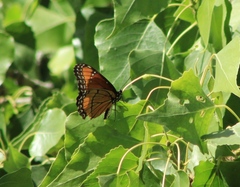 Limenitis archippus obsoleta