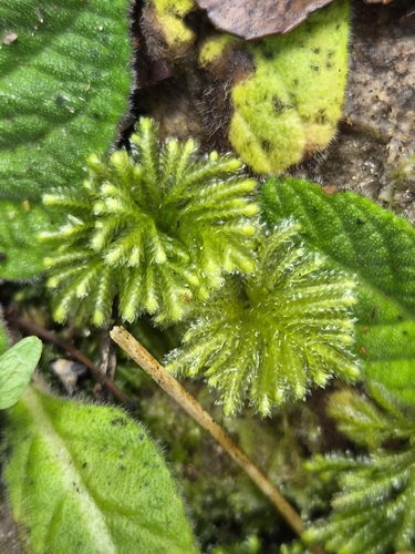 Hypopterygium tamarisci observed 2026-08-30