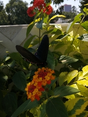 Mimoides thymbraeus aconophos