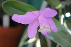 Cattleya loddigesii
