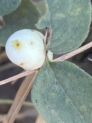 Symphoricarpos mollis, photograph 6