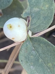 Symphoricarpos mollis, photograph author not stated, no rights reserved