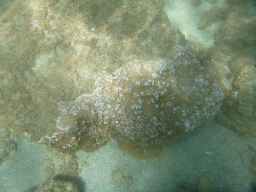 Montipora capitata, 2026-08-25