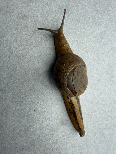 Arboreal Snail